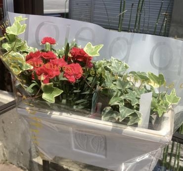 母の日ギフト寄せ鉢｜「ハナコー生花」　（三重県志摩市の花キューピット加盟店 花屋）のブログ