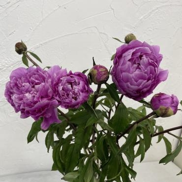 やっと咲きました｜「ハナコー生花」　（三重県志摩市の花キューピット加盟店 花屋）のブログ