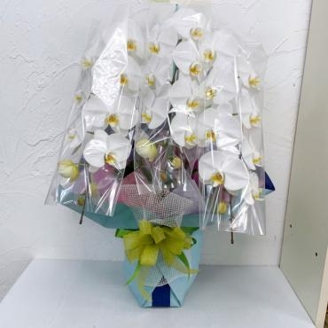 お誕生日お祝い胡蝶蘭｜「ハナコー生花」　（三重県志摩市の花キューピット加盟店 花屋）のブログ