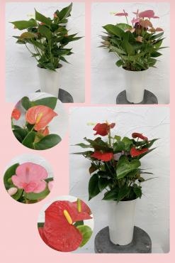 アンスリュウム入荷しました｜「ハナコー生花」　（三重県志摩市の花キューピット加盟店 花屋）のブログ