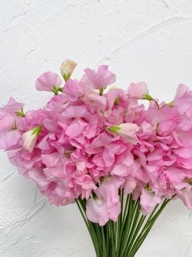 今年初のお花、仕入れましたよ〜｜「ハナコー生花」　（三重県志摩市の花キューピット加盟店 花屋）のブログ