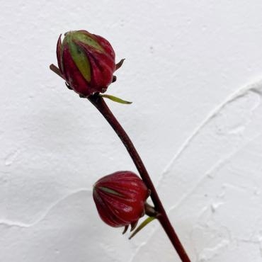 紅葵（べにあおい）｜「ハナコー生花」　（三重県志摩市の花キューピット加盟店 花屋）のブログ