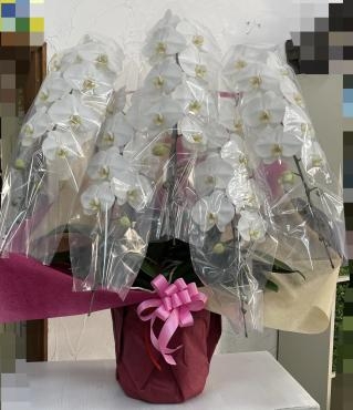 お誕生日祝いの胡蝶蘭をお届けしました｜「ハナコー生花」　（三重県志摩市の花キューピット加盟店 花屋）のブログ