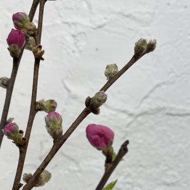 3月3日はひな祭りです｜「ハナコー生花」　（三重県志摩市の花キューピット加盟店 花屋）のブログ