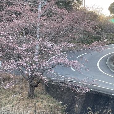 桜が咲いてる〜！｜「ハナコー生花」　（三重県志摩市の花キューピット加盟店 花屋）のブログ
