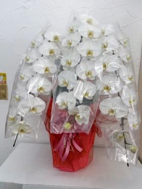 お祝いの胡蝶蘭｜「ハナコー生花」　（三重県志摩市の花キューピット加盟店 花屋）のブログ