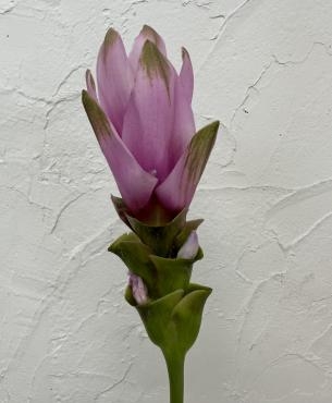 クルクルの花｜「ハナコー生花」　（三重県志摩市の花キューピット加盟店 花屋）のブログ