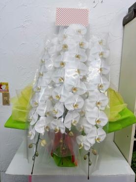 お祝い用胡蝶蘭をお届け｜「ハナコー生花」　（三重県志摩市の花キューピット加盟店 花屋）のブログ