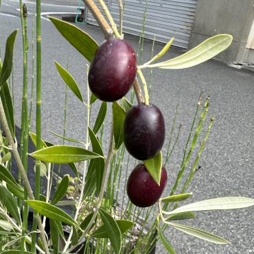 オリーブの実の収穫時期っていつ？｜「ハナコー生花」　（三重県志摩市の花キューピット加盟店 花屋）のブログ