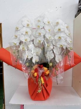 周年祝いの胡蝶蘭｜「ハナコー生花」　（三重県志摩市の花キューピット加盟店 花屋）のブログ