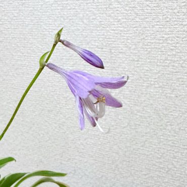 開花したよ〜｜「ハナコー生花」　（三重県志摩市の花キューピット加盟店 花屋）のブログ