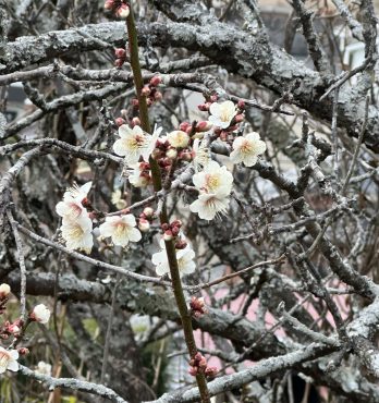 梅が咲いてる！｜「ハナコー生花」　（三重県志摩市の花キューピット加盟店 花屋）のブログ