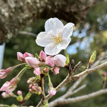 桜が一気に咲き始めました〜｜「ハナコー生花」　（三重県志摩市の花キューピット加盟店 花屋）のブログ