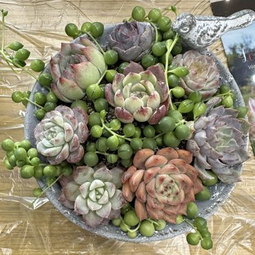 多肉植物寄せ植え体験してきました｜「ハナコー生花」　（三重県志摩市の花キューピット加盟店 花屋）のブログ