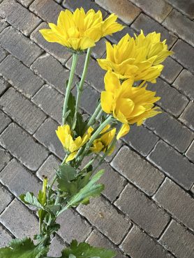 驚きの花持ち|「ハナコー生花」　（三重県志摩市の花屋）のブログ