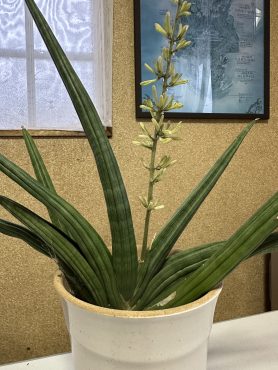 初めて見たよ、スタッキーの花｜「ハナコー生花」　（三重県志摩市の花キューピット加盟店 花屋）のブログ